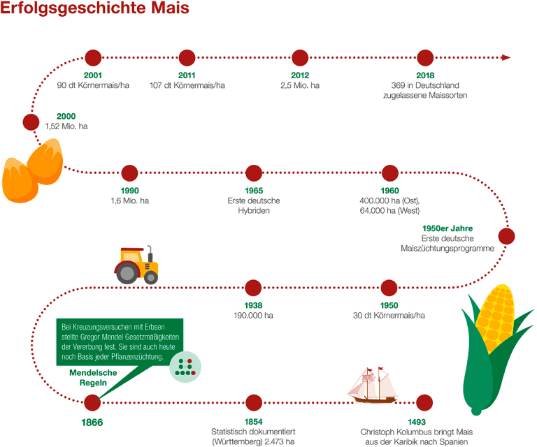 Die Entstehung der Maiszüchtung. Grafik: die-pflanzenzuechter.de