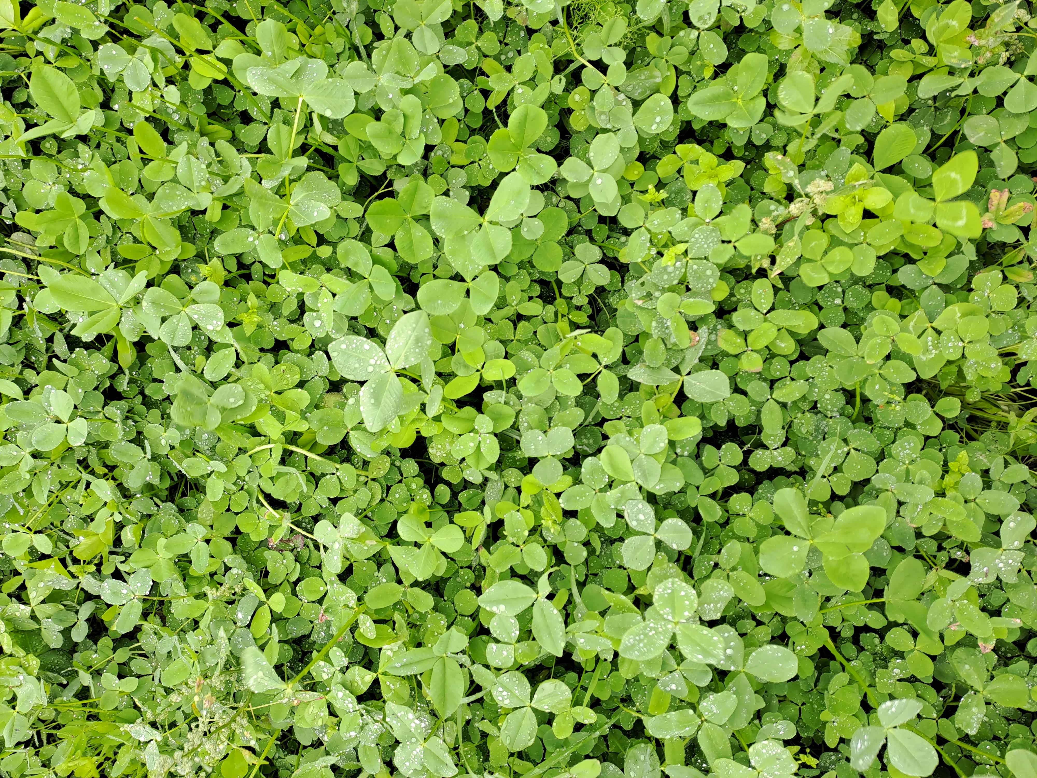 Lidgras Clover 